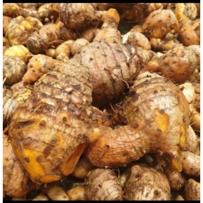 

Promo temu lawak segar 1kg organik