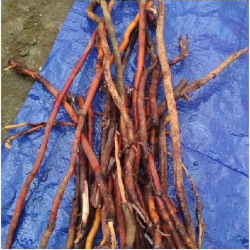 

500g akar kelapa segar