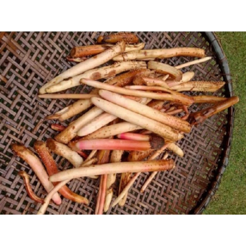 

Promo akar pinang segar 500gr murah