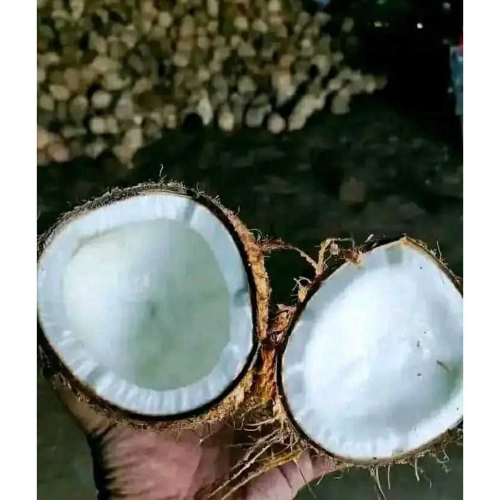 

KELAPA TUA