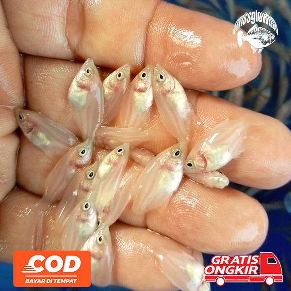 PAKET ISI 20 | BIBIT GURAME PADANG | SWISSGLOWFISH | BISA COD