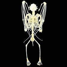 awetan serangga kerangka hewan kelelawar awetan serangga  kering jenglot