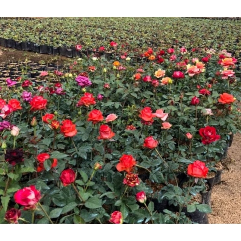 Bibit bunga mawar Holland okulasi