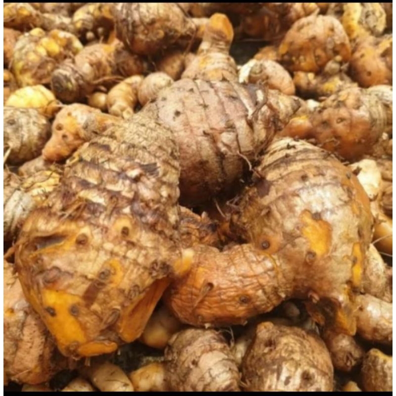 

Promo temu lawak segar 1kg organik