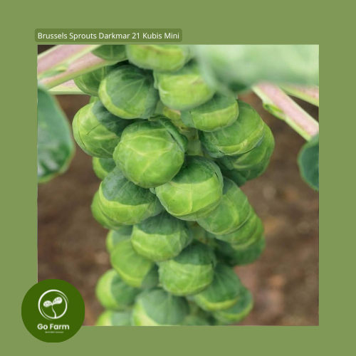 Benih Bibit Brussels Sprouts Darkmar 21 Kubis Mini
