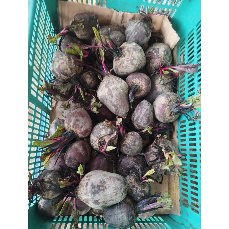 

Buah Bitt -+1kg
