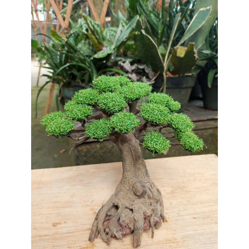 bonsai mini aquascape