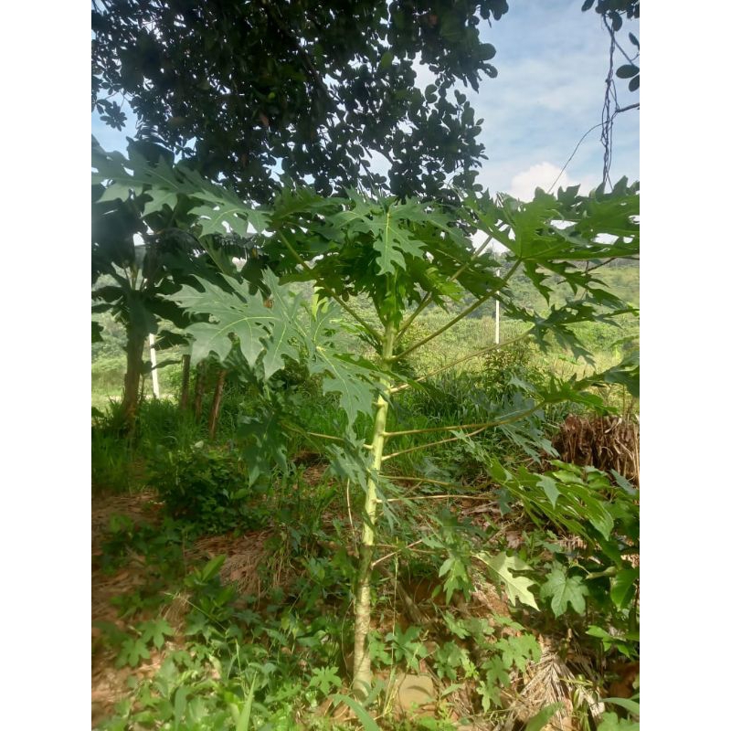 

daun PEPAYA per lembar
