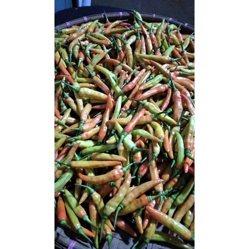 cabai rawit merah asmoro