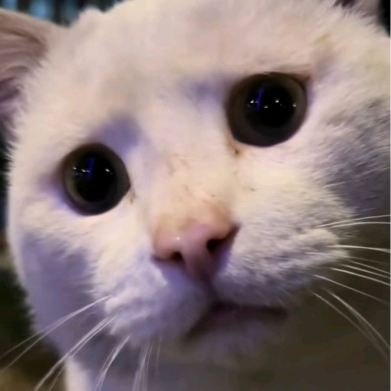 

cc juju pipi