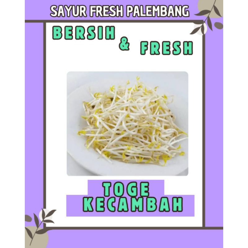 

TOGE / KECAMBAH FRESH - PALEMBANG