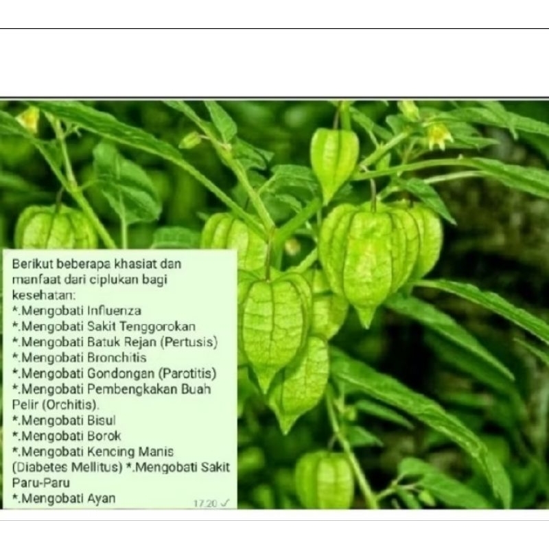 

DAUN CIPLUKAN KERING 200 GRM