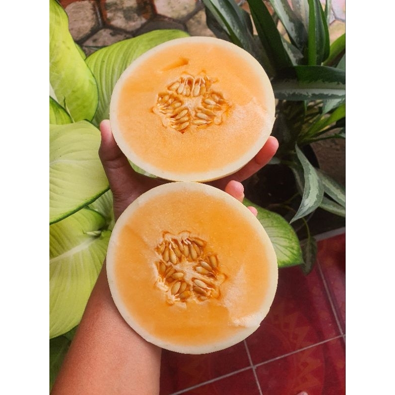 

Melon Sweet Honey #7kg