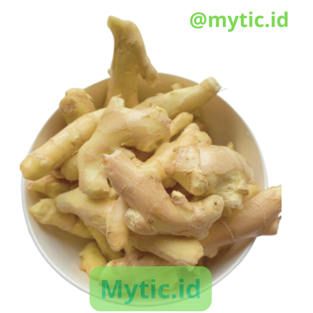 

JAHE GAJAH /JAHE PUTIH 1 KG