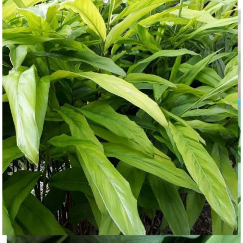 

Daun lengkuas fresh 1kg