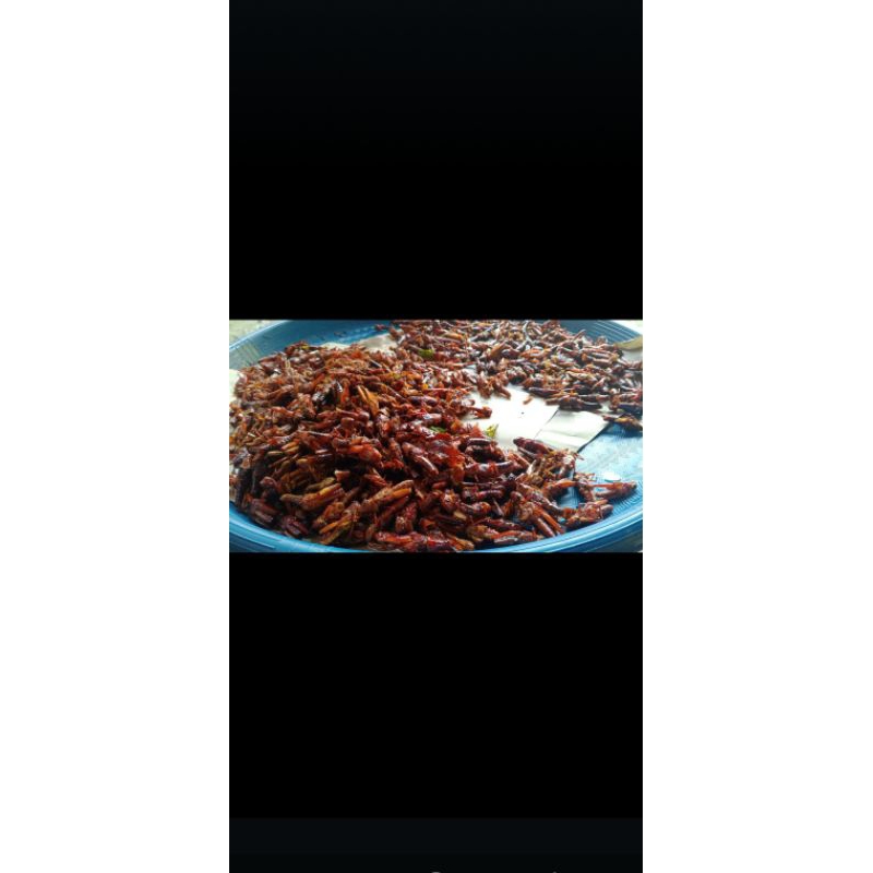 

belalang goreng jenis dami/kayu