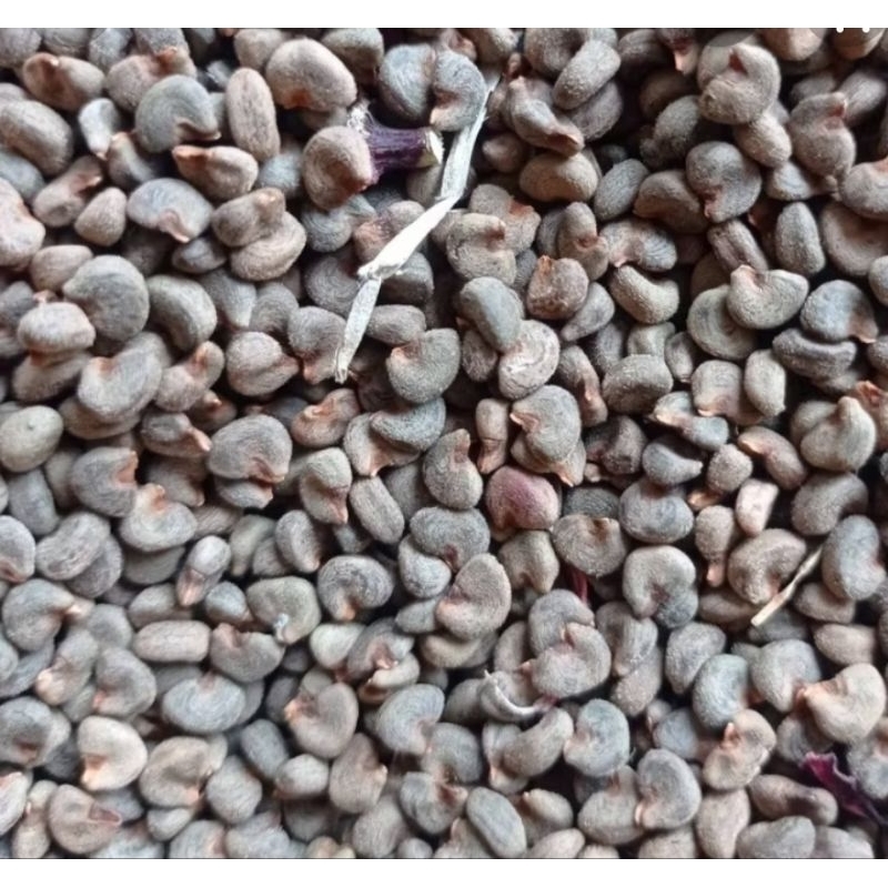 

bibit rosela 100g