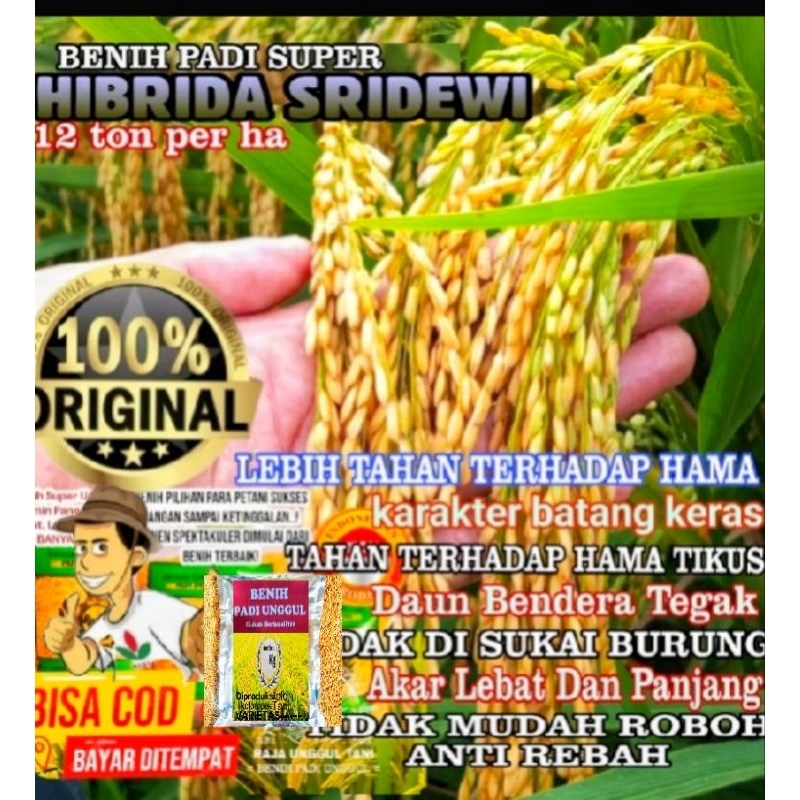 BENIH PADI BIBIT SUPER HIBRIDA F1 SRIDEWI UNGGUL BERKUALITAS 1KG