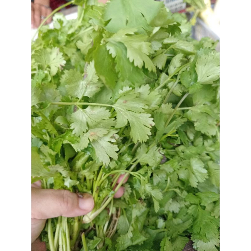 

Daun ketumbar segar - 100gram