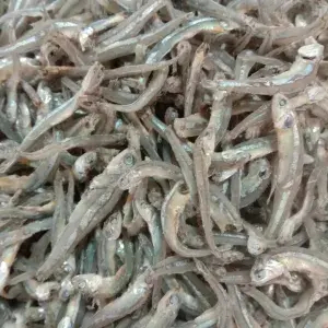 

ikan teri buntio