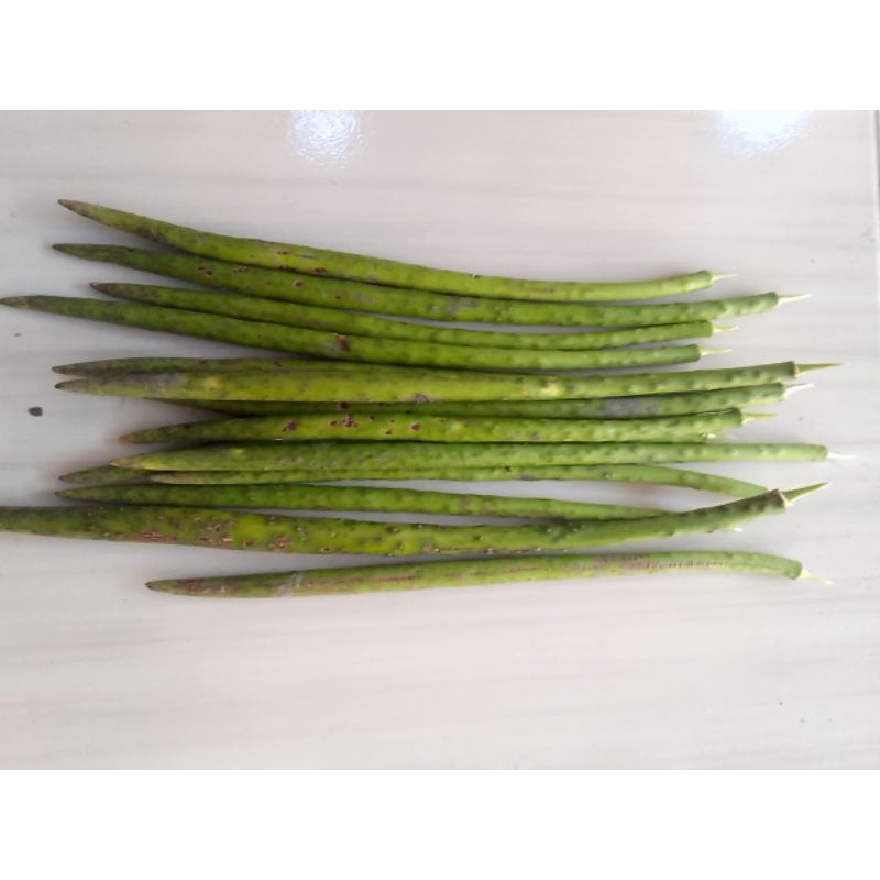 BIBIT BAKAU RHIZOPHORA