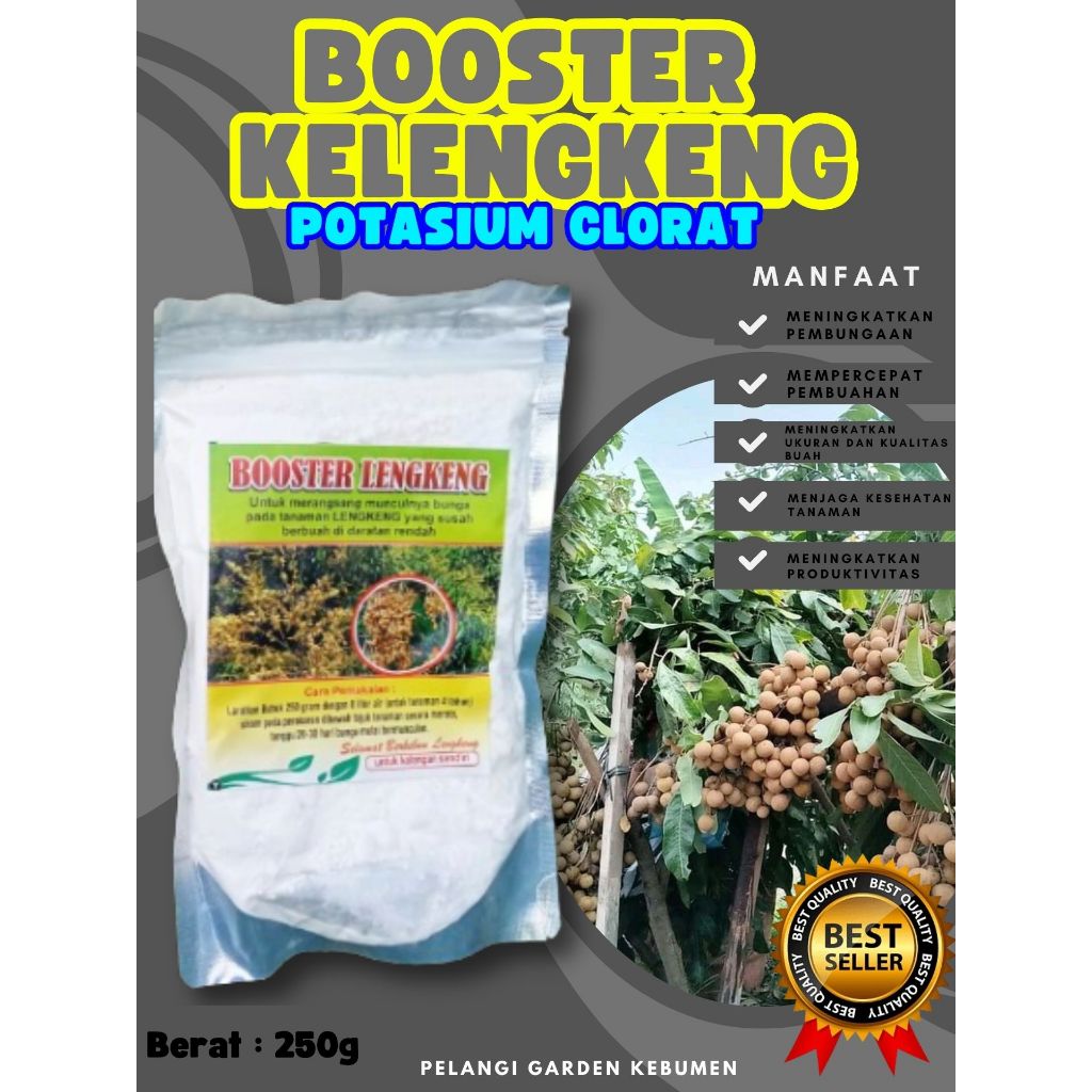 TERBAIK  Boster Kelengkeng Merah Cangkok Berbuah, Boster Kelengkeng Matalada