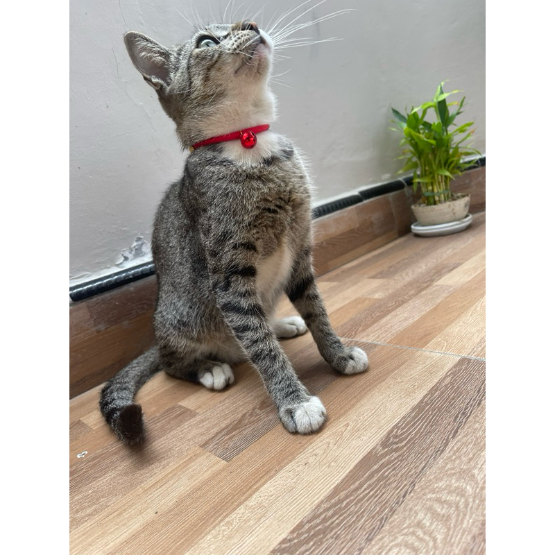 Kalung untuk kucing kampung