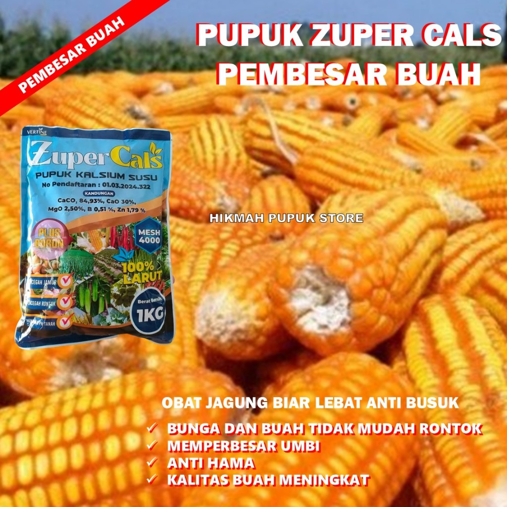 PALING LARIS PUPUK ATASI DAUN KUNING JAGUNG- PUPUK PELEBAT JAGUNG CEGAH RONTOK DAN MUDAH BUSUK DAUN 