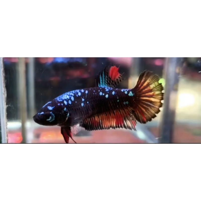 1 Betta Giant female Avatar Gordon nemo + packing 5k