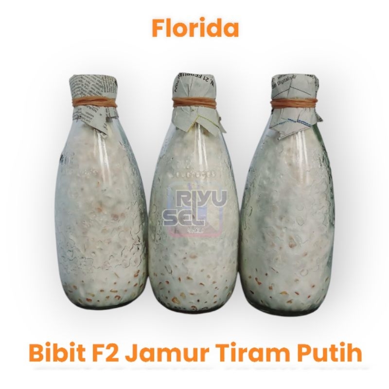 

riyuselstore - Bibit F2 Jamur Tiram Putih Florida Super Murah