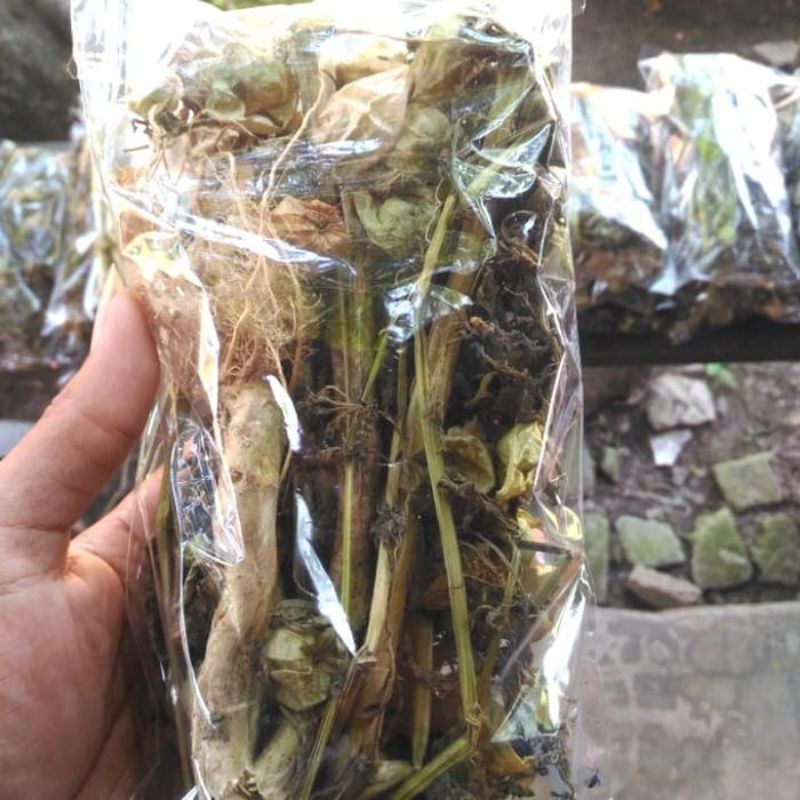 

ciplukan kering cecendet asli (akar batang daun buah) per500gr herbal banyak manfaat