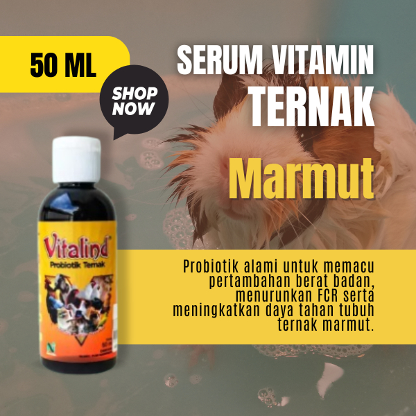 Vitamin ternak marmut vitamin marmut hidup satu pasang  vitamin marmut himalaya  vitamin marmut hidu