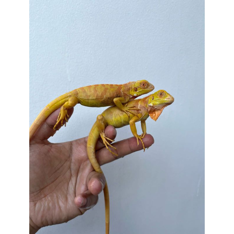 PELET IGUANA ...ALBINO & RED ALBINO
