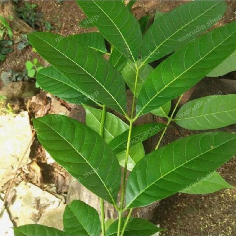 

daun mahoni segar 150 lembar