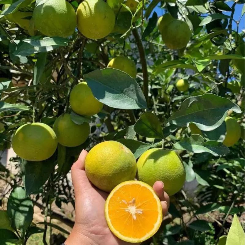 

Bibit jeruk sunkist kondisi berbuah