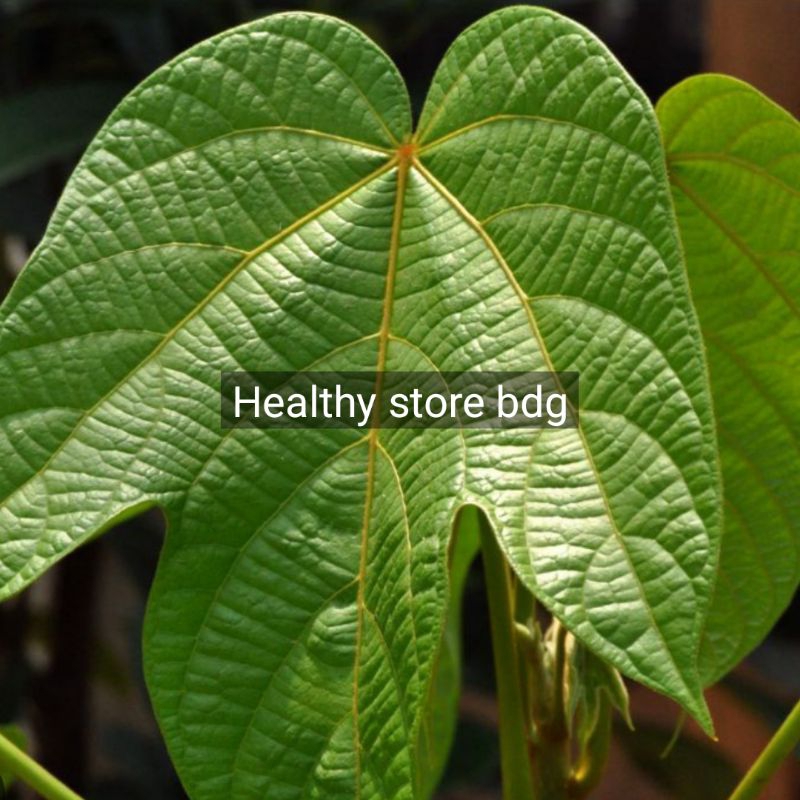 

Daun kluwek - Daun kluwek atau daun kepayang segar 500 gram