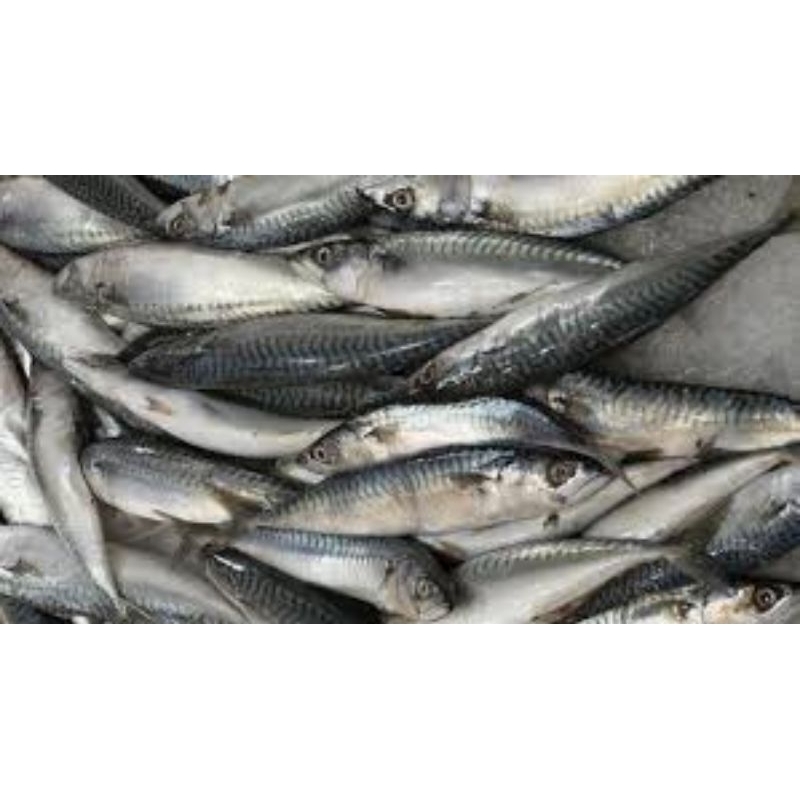 Ikan sarden Segar Batam