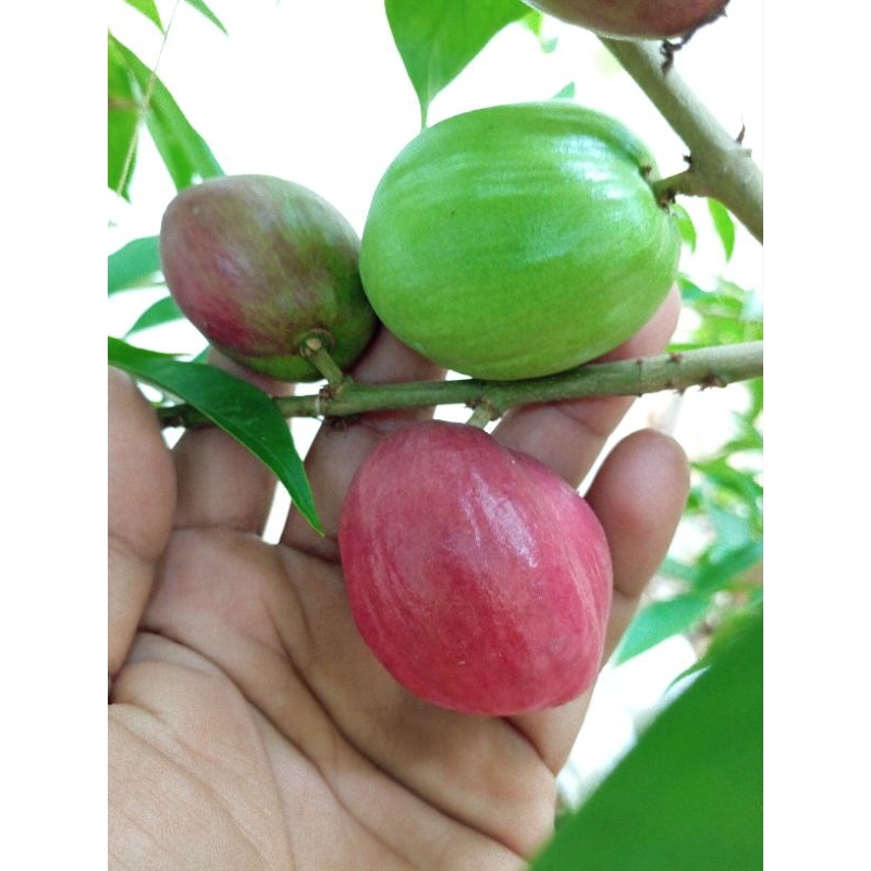 Buah Mahkota Dewa Buah Mahkota Dewa Matang Masak Buah Mahkota Dewa merah / hijau Buah herbal jamu Tr