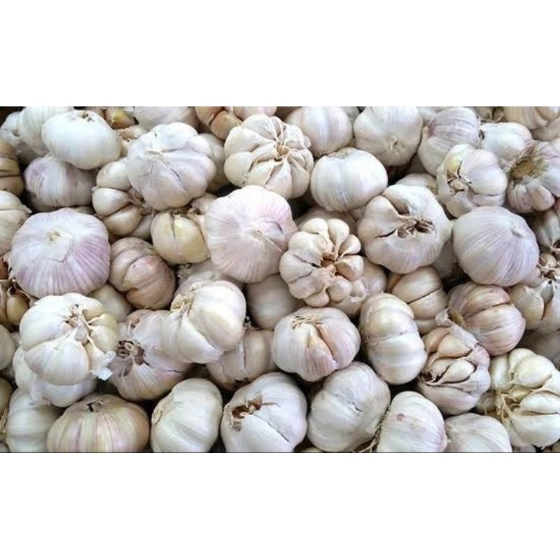

bawang putih 1 kg