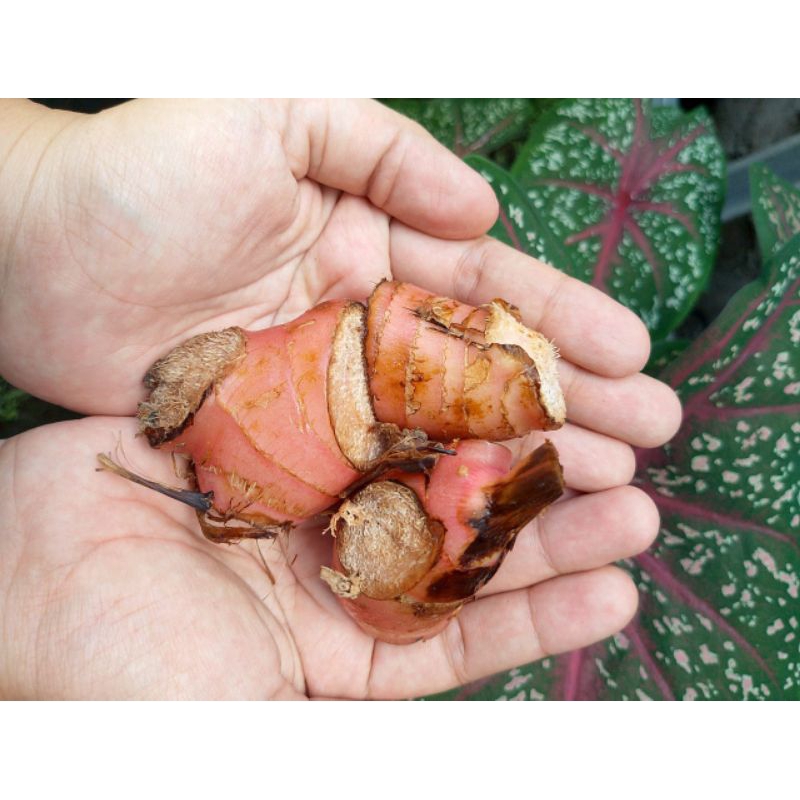 

Laos mpon mpon masak