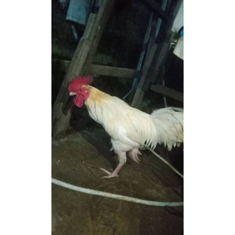 

Ayam kampung jantan