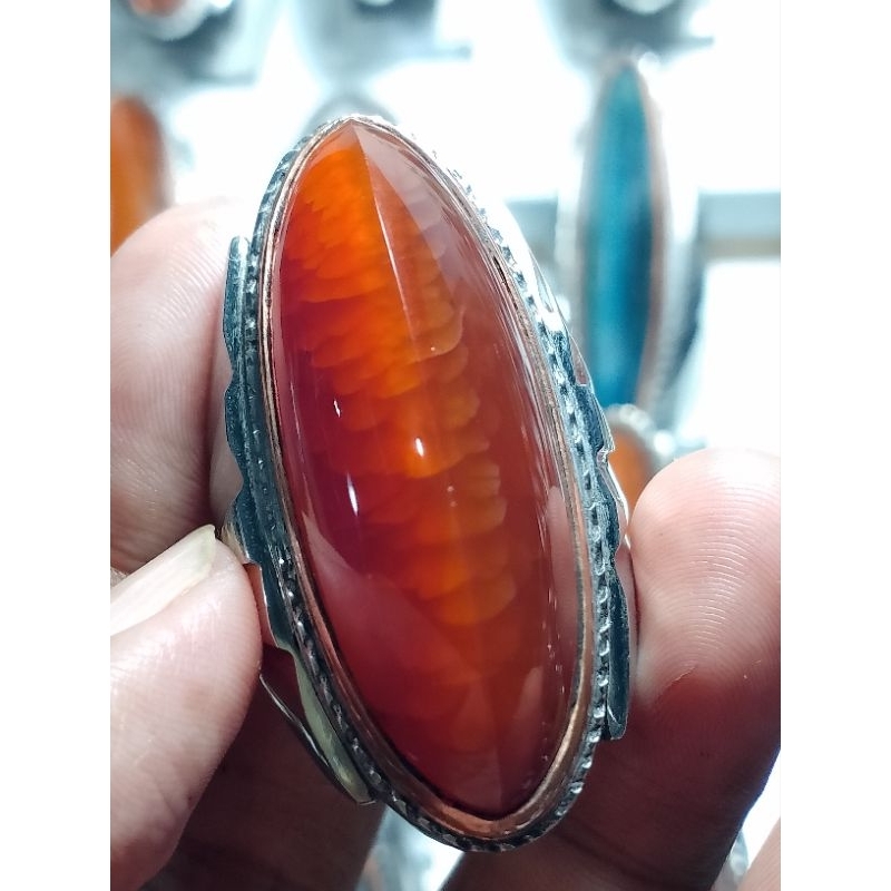 pandan merah sisik betok