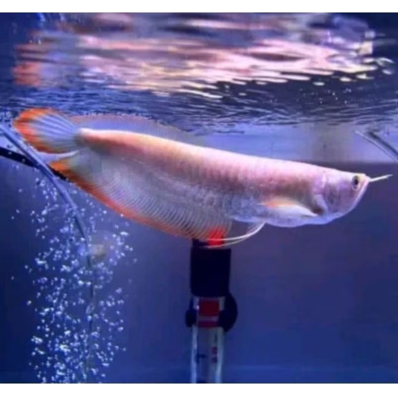 dekorasi akuarium.. sz 20-22cm ARWANA/AROWANA SILVER RED/hiasan akuarium
