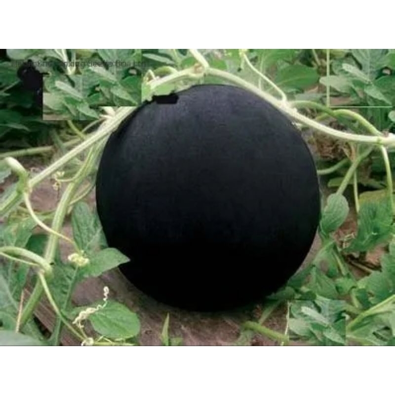 35 BUTIR BENIH SEMANGKA HITAM NON BIJI