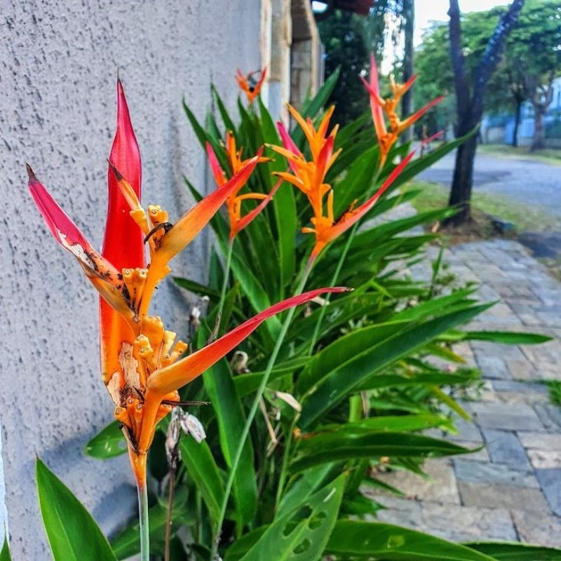 PAKET (3btg) Heliconia Andromeda Psicotorum/Heliconia Bunga Merah putih