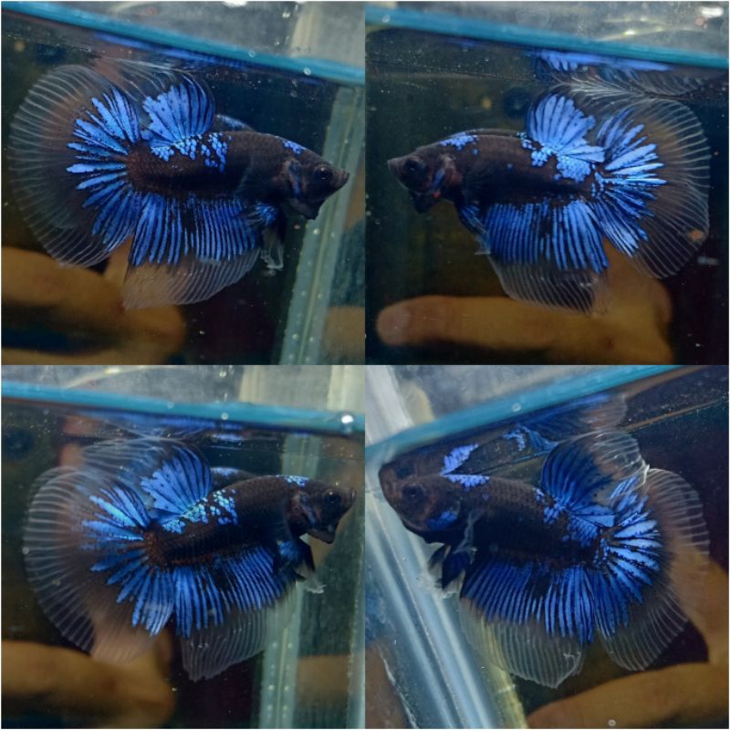 Halfmoon Male Avatar Black