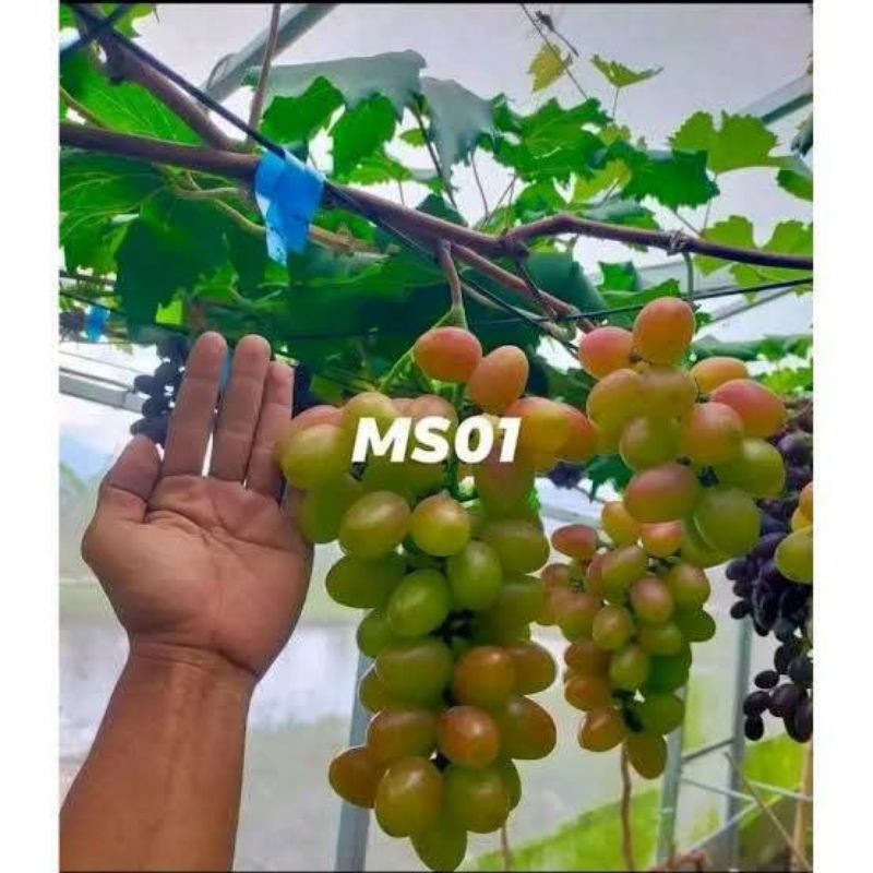 

anggur ms 01