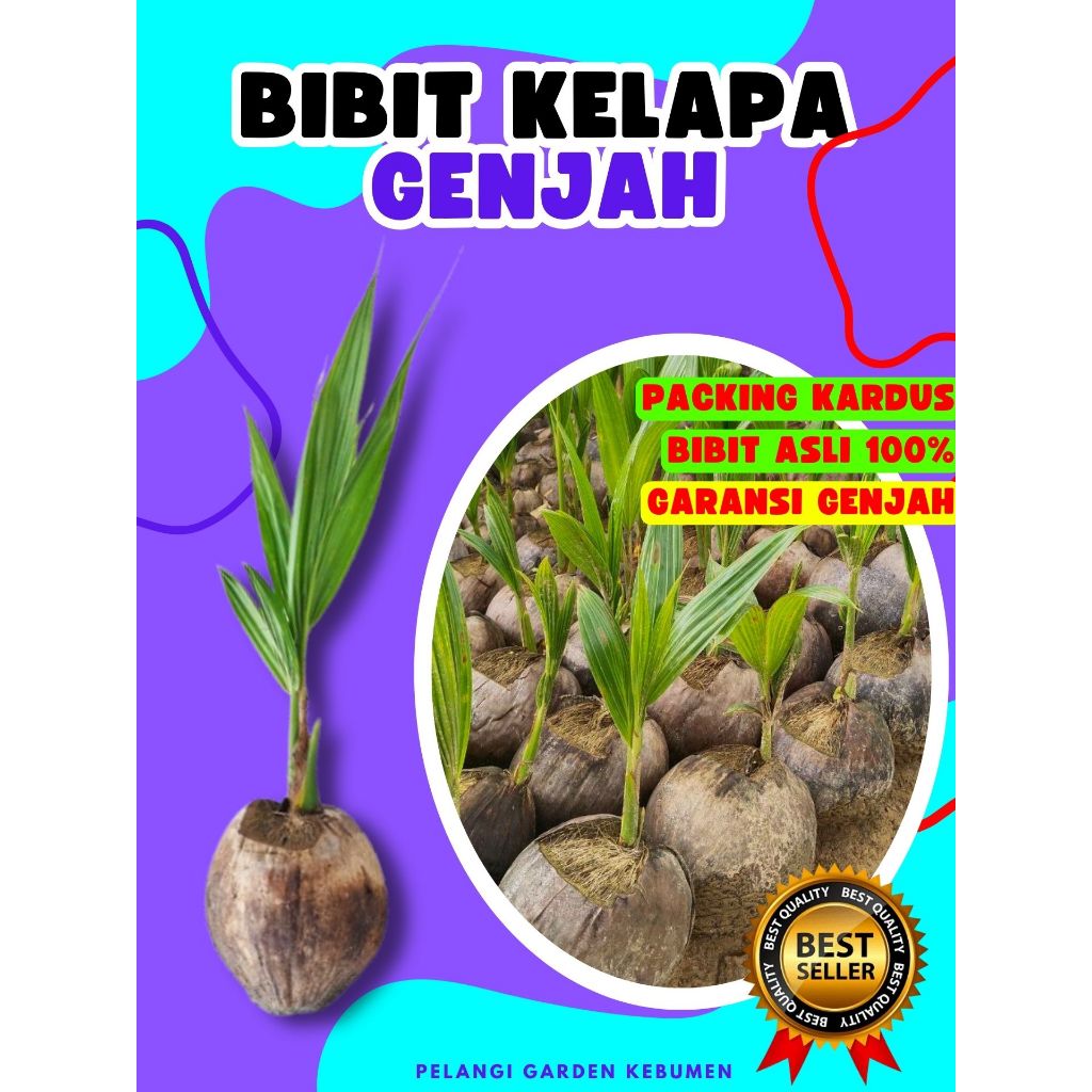 BIBIT PREMIUM..! Pohon Kelapa Genjah Entok Super Besar, Pohon Kelapa Halus, Pohon Kelapa Hijau Hibri