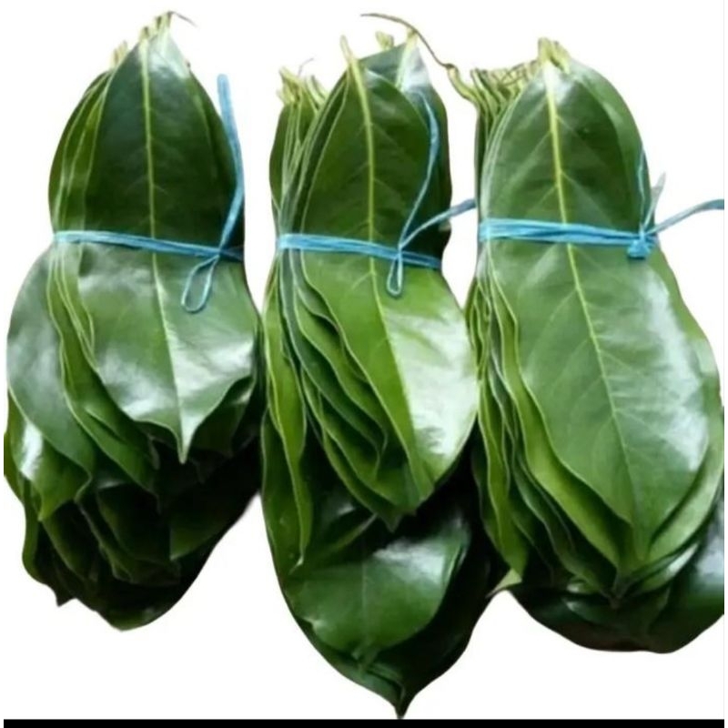 

daun sirsak 25 lembar