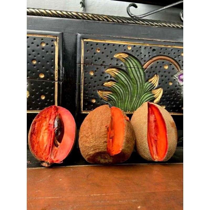 Bibit Mamey Sapote Valid (Sawo Raksasa/Sawo Mexico)